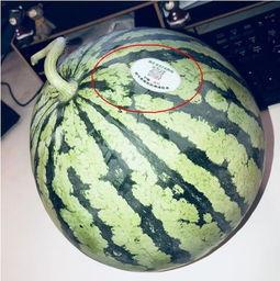 西昌网红吃瓜,揭秘网红圈背后的故事