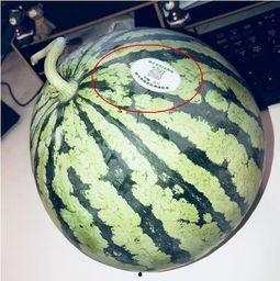 北美网红吃瓜,揭秘吃瓜背后的娱乐真相