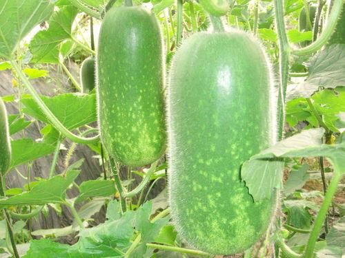 农村吃瓜爆料图片高清,高清图片揭示乡村生活百态